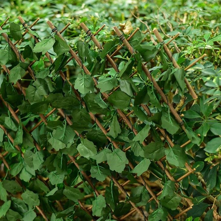 Ivy Privacy Fence